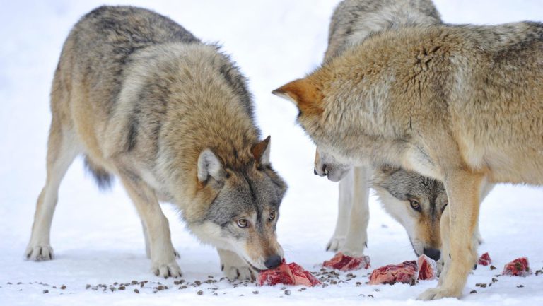 Raubtierfreunde versus Landwirte – Gerichte mit Fällen zum Schutz des Wolfes überfordert — RT DE