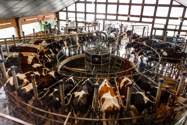 Geringe Tierwohl-Aufschläge auf Milchpreis sorgen für Streit — Extremnews — Die etwas anderen Nachrichten