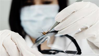 Milliarden von gentechnisch veränderten Mücken freigesetzt und dabei die Risiken ignoriert – uncut-news.ch
