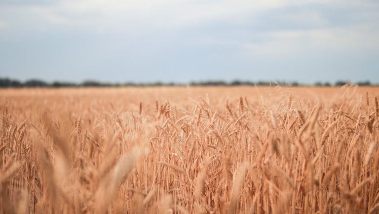 USA beschuldigen Russland an gestohlenem Getreide zu verdienen — RT DE