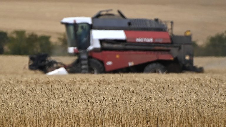 Mehr als 80 Prozent aller Getreidelieferungen aus der Ukraine gehen in Industrieländer — RT DE