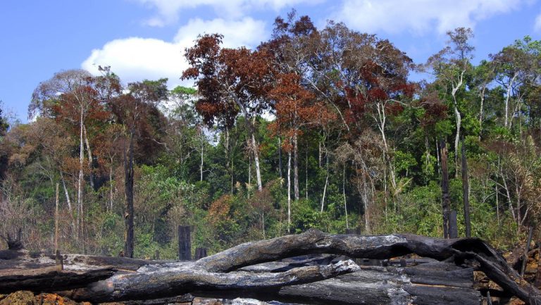 Kolumbien, Venezuela, Suriname und Brasilien wollen den Amazonas retten — RT DE
