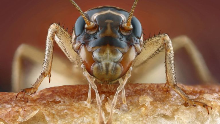 Wohl bekomm’s! Insekten in der EU nun offiziell neuartiges Lebensmittel — RT DE