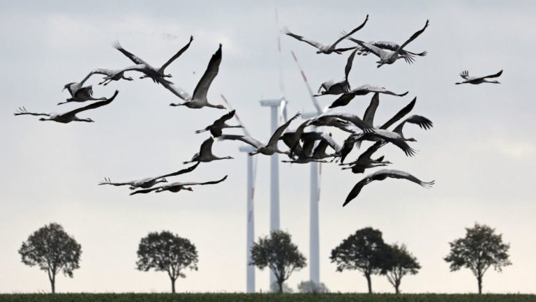 Niederlande stoppen Windräder zum Schutz von Zugvögeln — RT DE