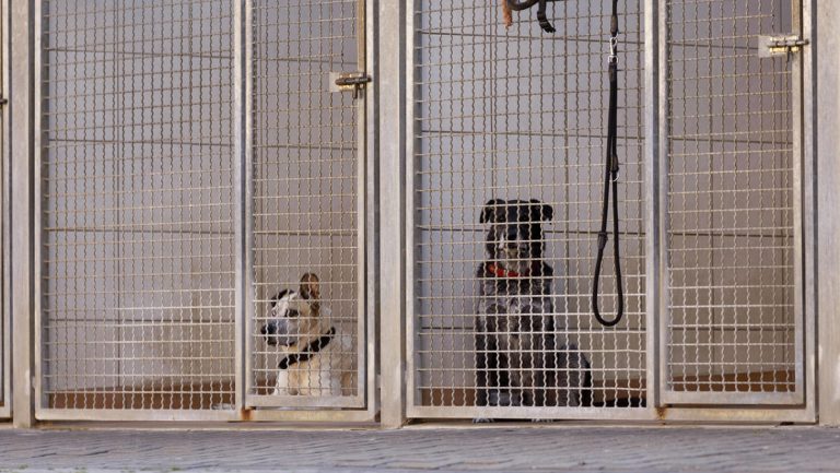 Nach der verordneten Einsamkeit im Lockdown werden Haustiere nun lästig — RT DE