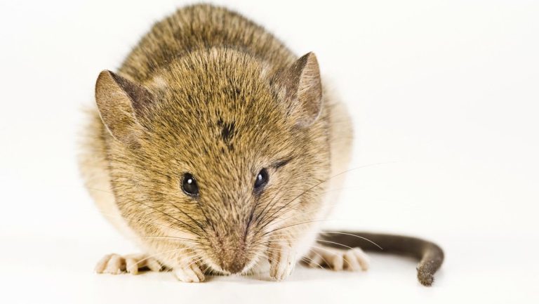 Schweizer Forscher heilen gelähmte Mäuse mit Gentherapie — RT DE