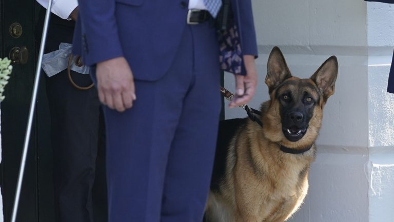 Bidens Hund Commander muss wegen Beißvorfällen Weißes Haus verlassen — RT DE