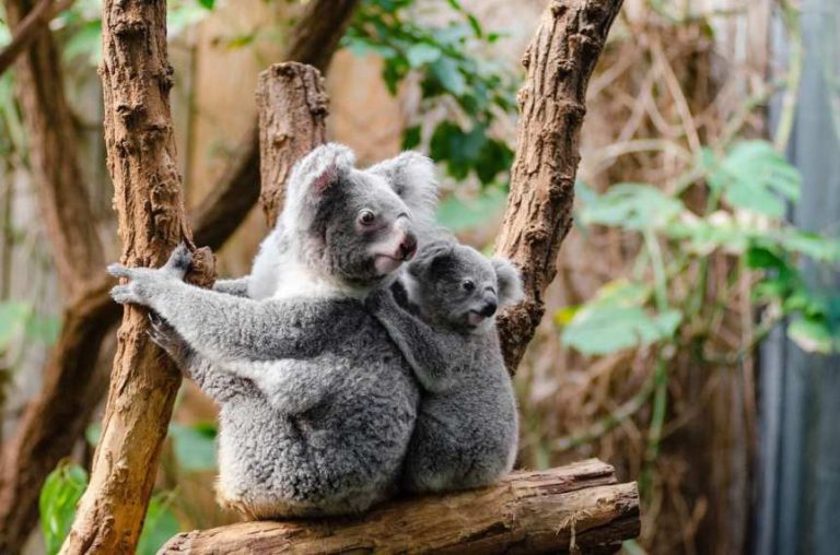 Regierung gibt grünes Licht für Massentötung von Koalas durch Windindustrie – uncut-news.ch